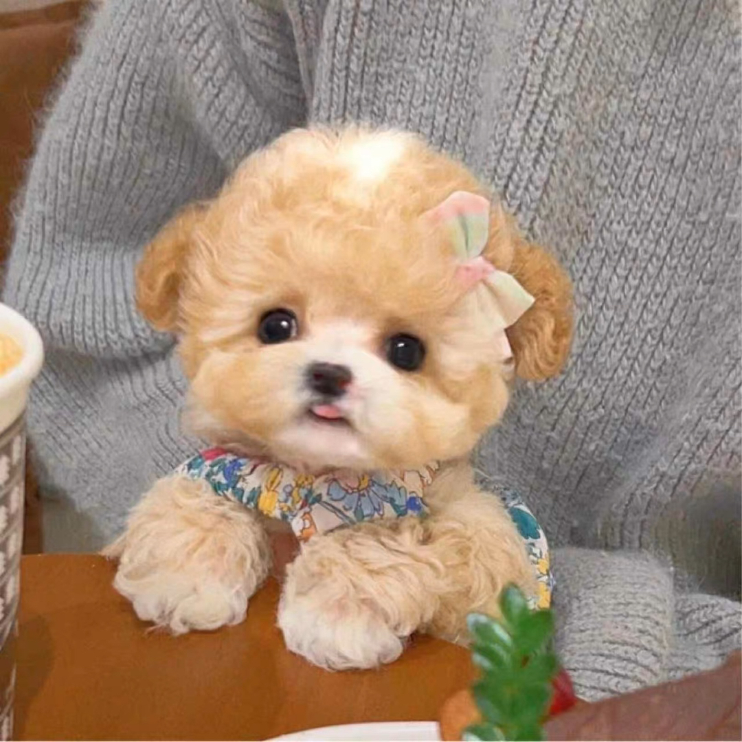 香槟色娃娃脸泰迪熊