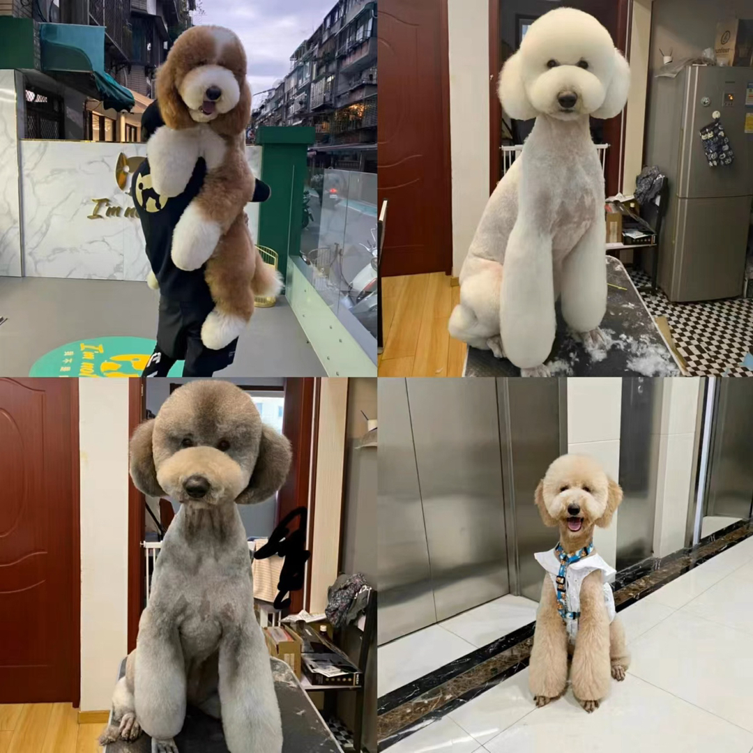 纯白色巨贵 灰色巨贵 花色巨贵