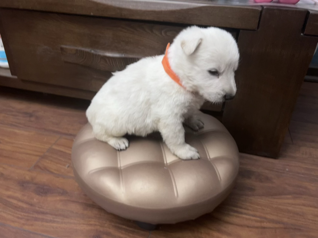 瑞牧幼犬，毛色如雪，聪明伶俐，陪玩好狗
