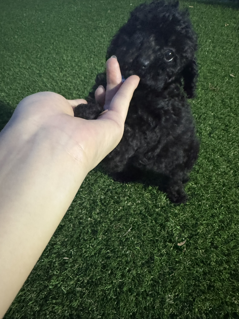 自己的小狗狗找新家