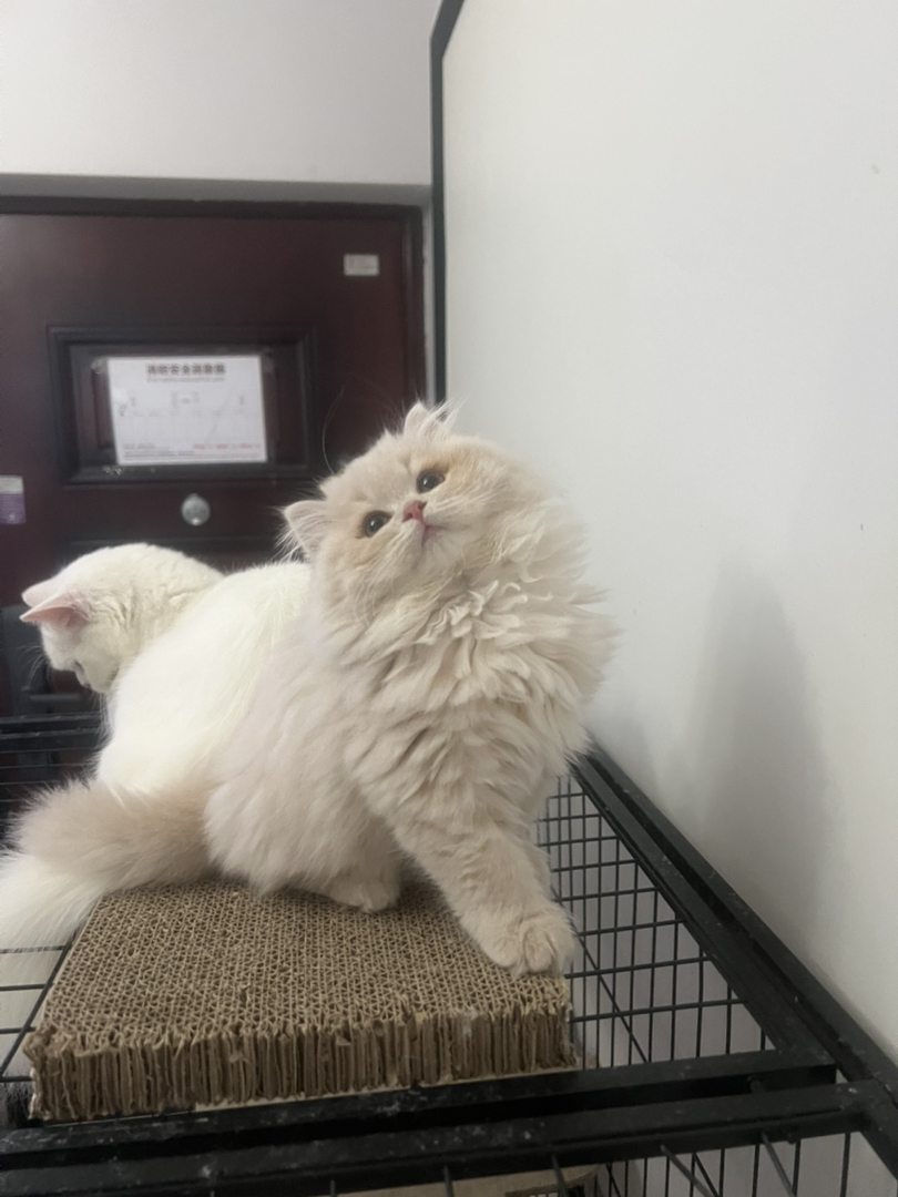 米努特稀有色高地弟弟