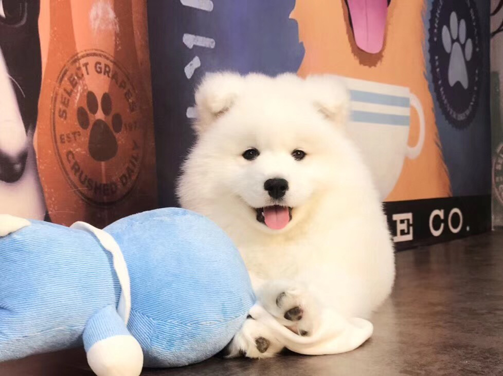 熊版大骨架萨摩耶幼犬