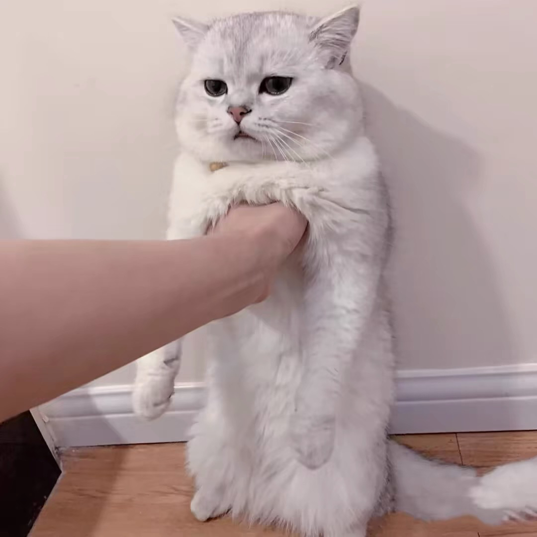 银渐层猫咪,雪白被毛搭配独特毛尖色,萌态十足