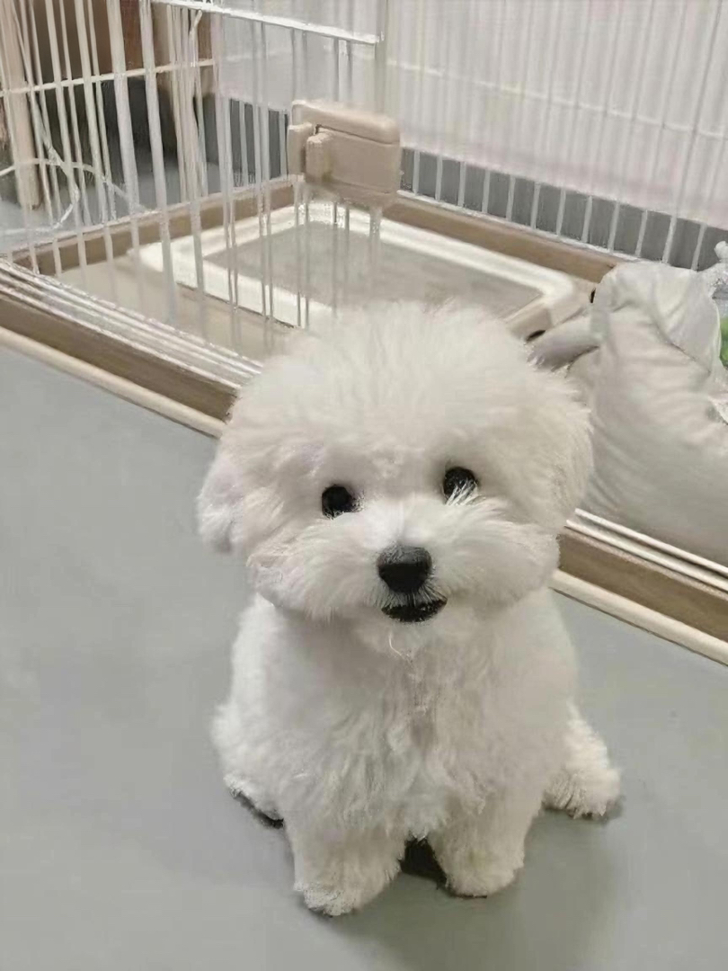 可爱比熊幼犬,纯白卷毛似棉花糖,萌态十足惹人爱