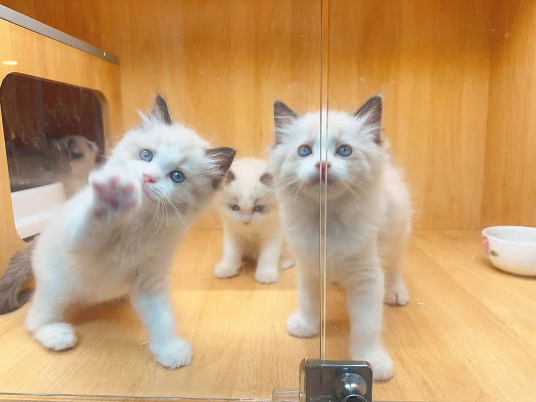 布偶猫