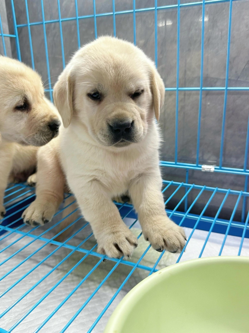 拉布拉多幼犬,温顺乖巧,颜值高,陪伴家人的暖心萌宠