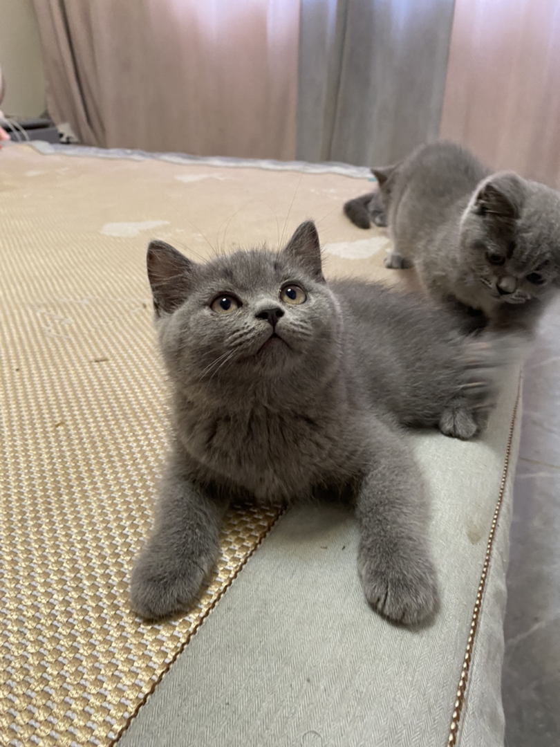 包子脸蓝猫幼崽，圆眼灰毛超可爱，温顺乖巧萌翻天