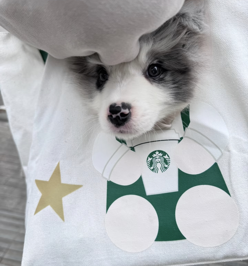 好可爱的陨石色边境牧羊犬
