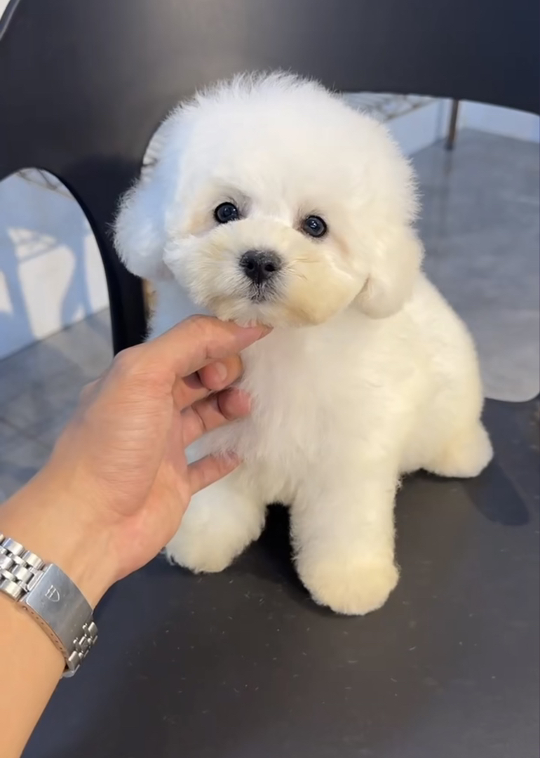 比熊包售后有狗瘟细小健康问题可以退款