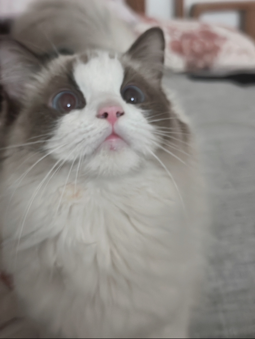【预定】布偶猫 家养布偶猫弟弟 高品相 捡漏价