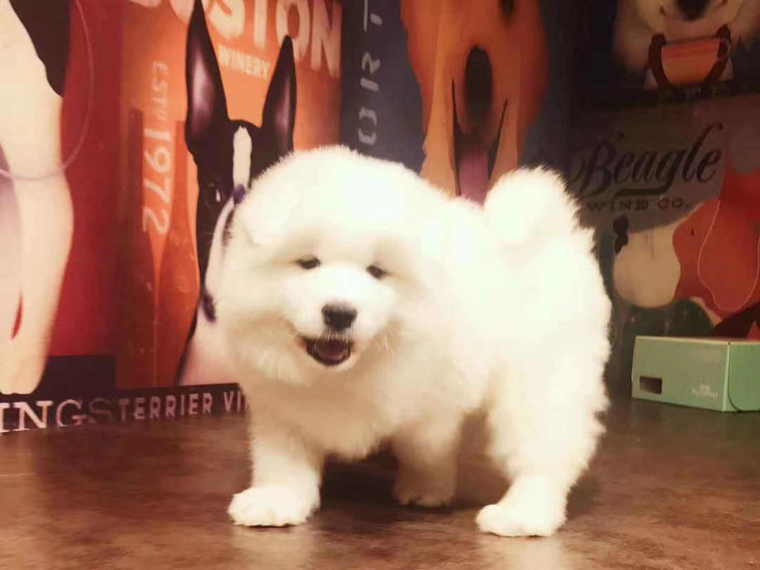 熊版大骨架萨摩耶幼犬