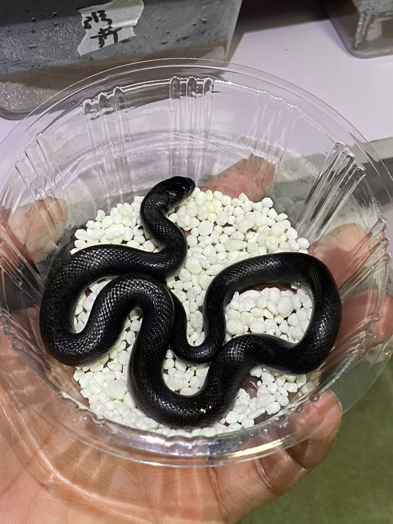 黑王蛇大苗22g包邮包活包风险好养适合新手