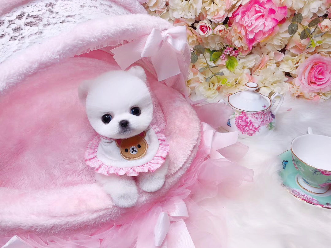 茶杯犬❤️博美(俊介)幼犬,雪白萌态大眼,乖巧软萌,治愈系家庭陪伴佳宠