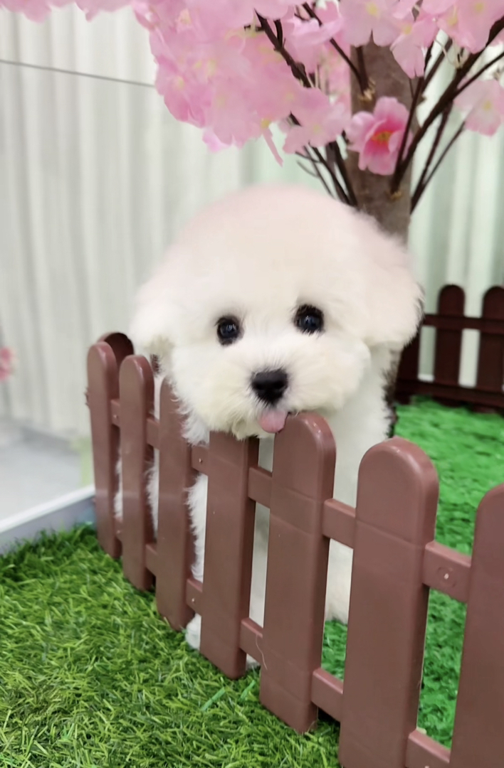 ❤️高端大眼睛双血统比熊犬❤️