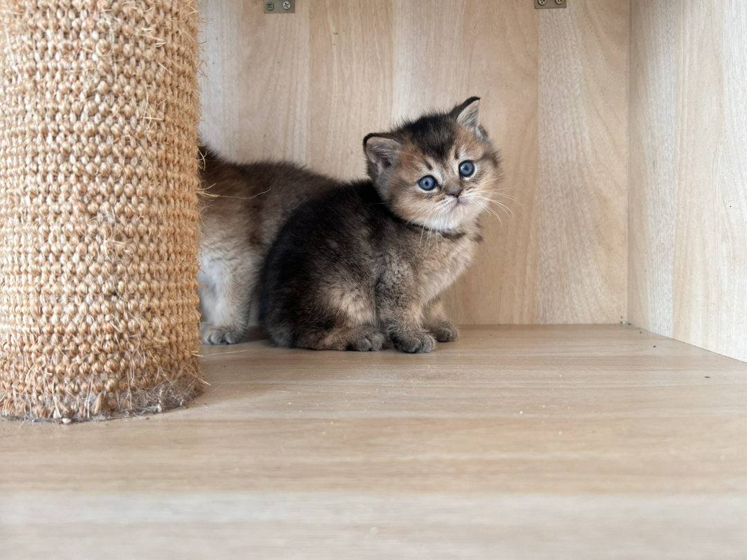 金渐层2公一母，一个1200