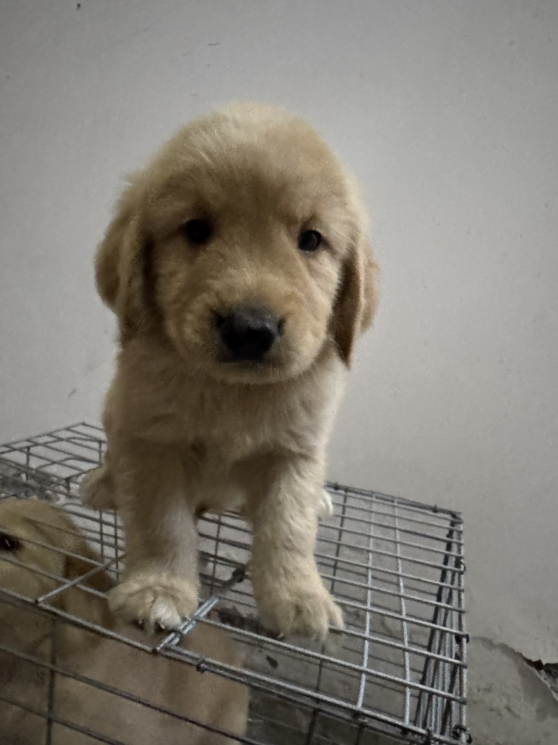 金毛幼犬，可爱活泼，性格温顺，适合家庭养殖