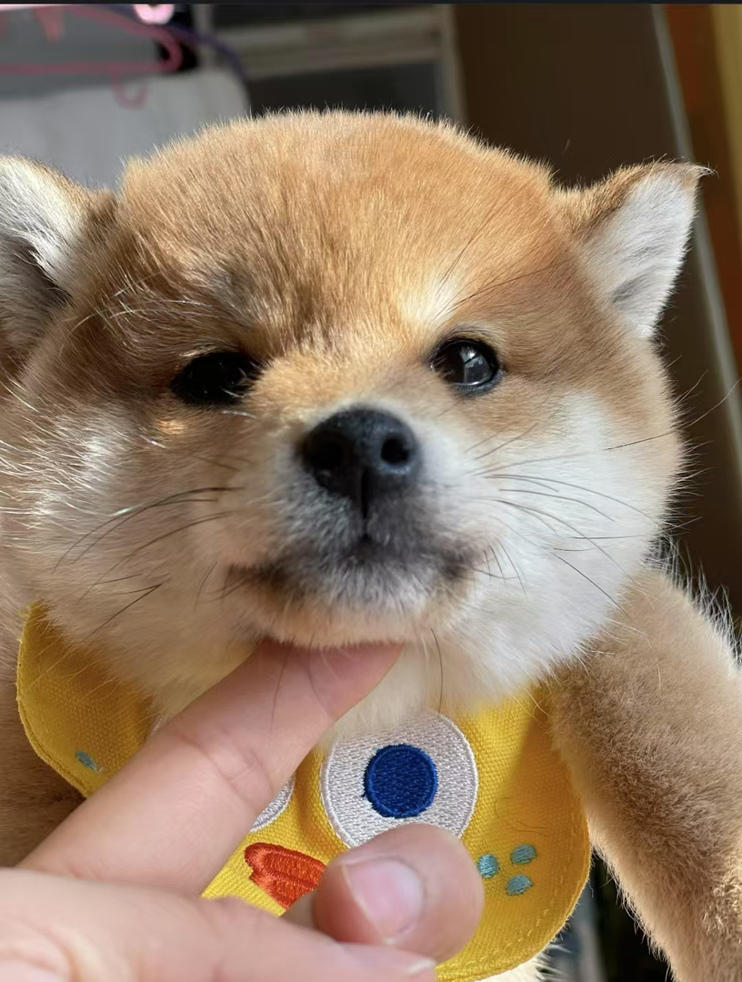 柴犬幼崽 送过渡粮 狗绳 ➕狗瘟 冠状 细小试剂检测
