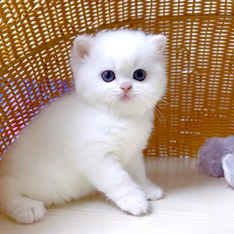 英国短毛猫，银渐层宝宝❤️白毛超可爱，温顺乖巧惹人爱
