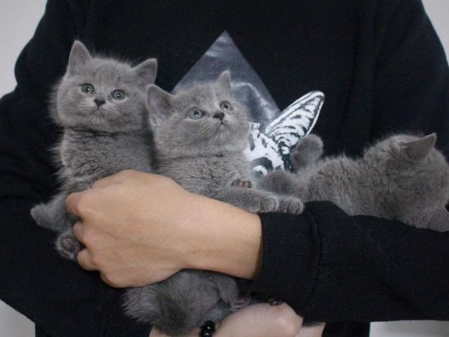 大胖脸蓝猫多只