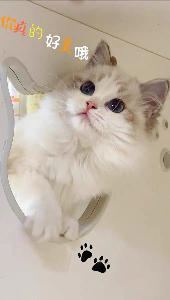 布偶猫