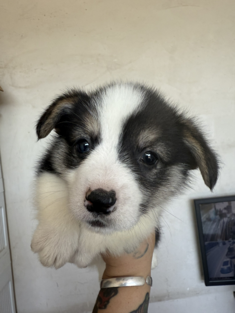 可爱三色柯基幼犬，黑白毛色颜值高，聪明伶俐好伙伴
