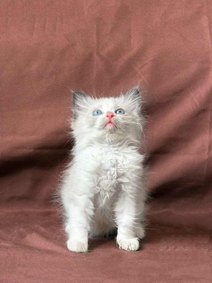 布偶猫幼崽，蓝眼白毛颜值高，温顺可爱，宠物新宠