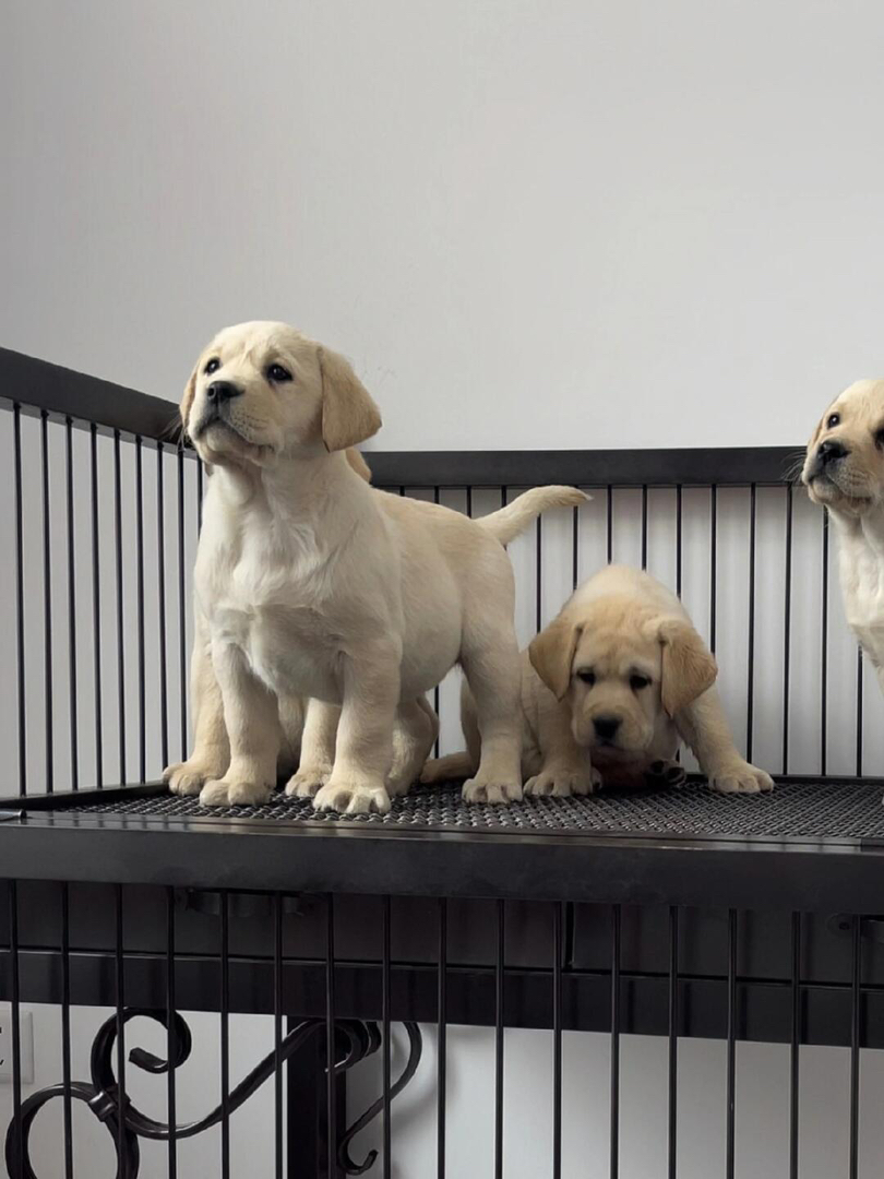 拉布拉多幼犬,白色萌犬,性格温顺,居家好伴侣