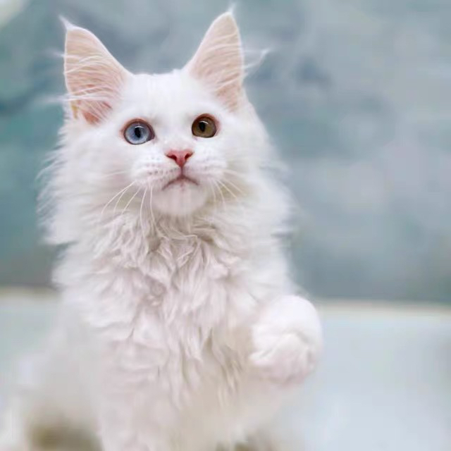 缅因猫,蓝眼白毛颜值高,体型大超霸气