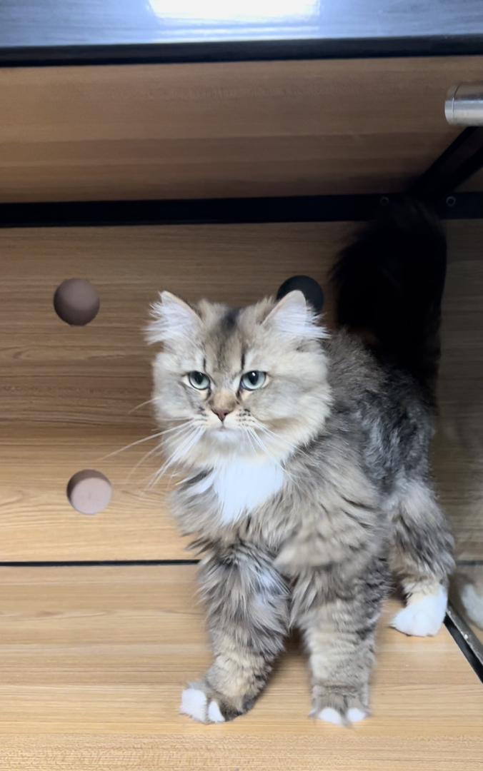 西伯利亚森林猫 是低敏猫，对猫毛过敏却又想养猫猫的家长有福啦！