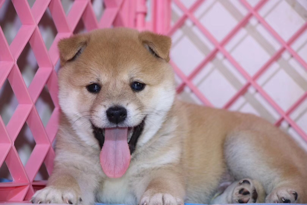 柴犬幼犬，呆萌可爱，毛色暖棕，治愈系小天使