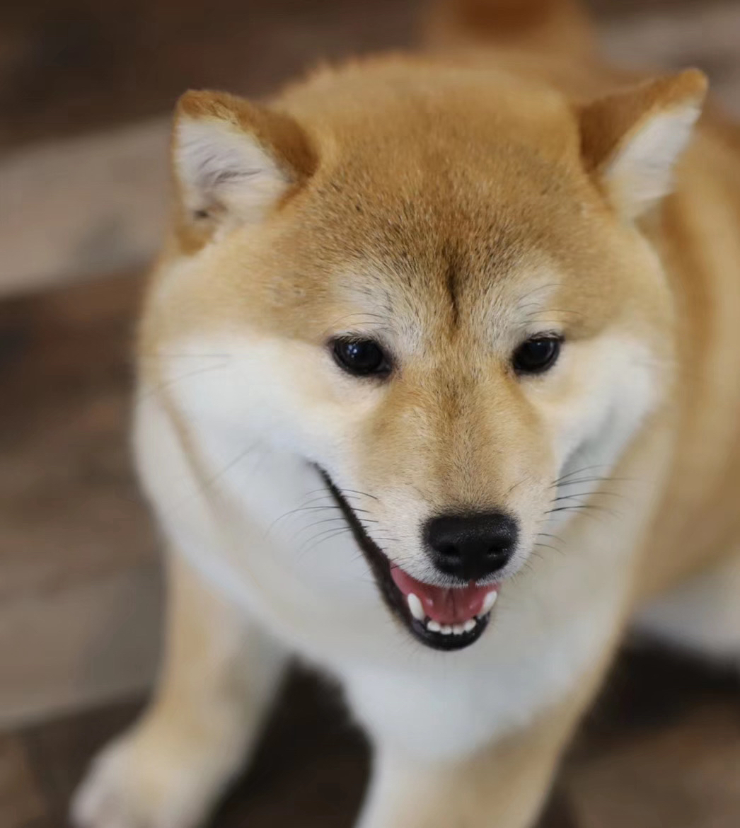 双血统柴犬宝宝❤️