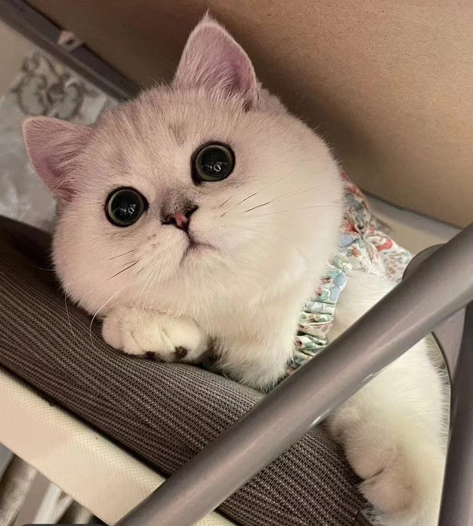 新年福利招财猫两只