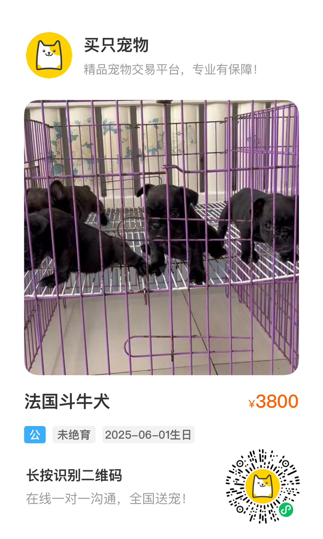 田园犬   可爱又顾家  又听话