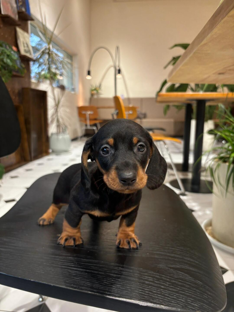腊肠幼犬，黑棕相间颜值高，活泼可爱惹人爱