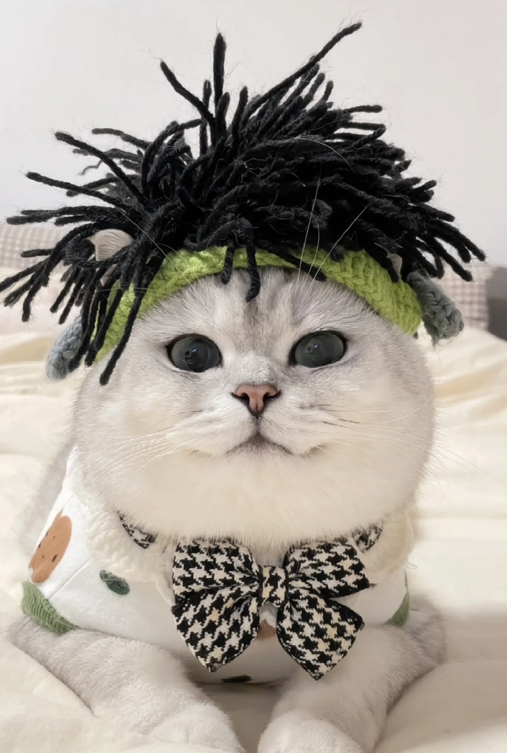 银渐层猫咪,萌态十足,时尚装扮尽显可爱优雅