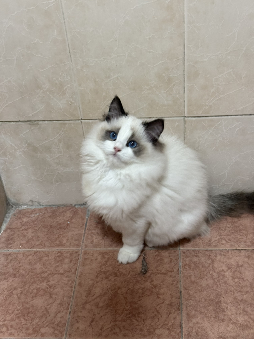 布偶猫