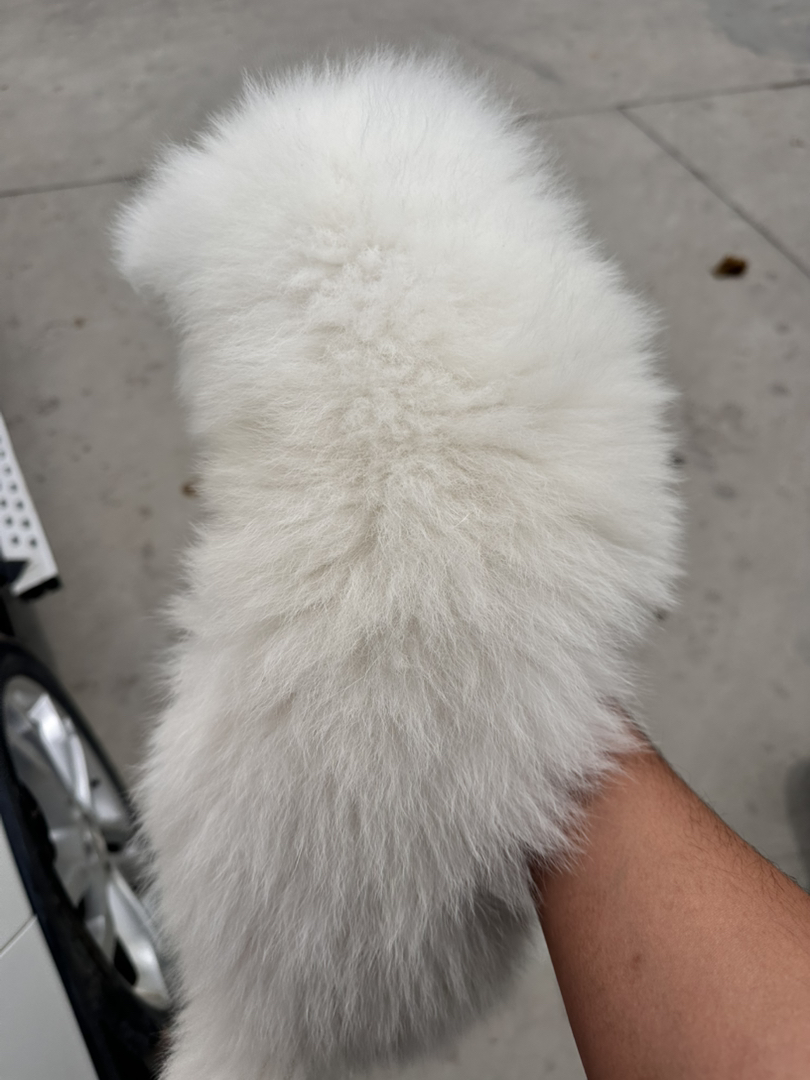 萨摩耶幼犬，雪白蓬松，颜值爆表，温顺可爱萌翻天