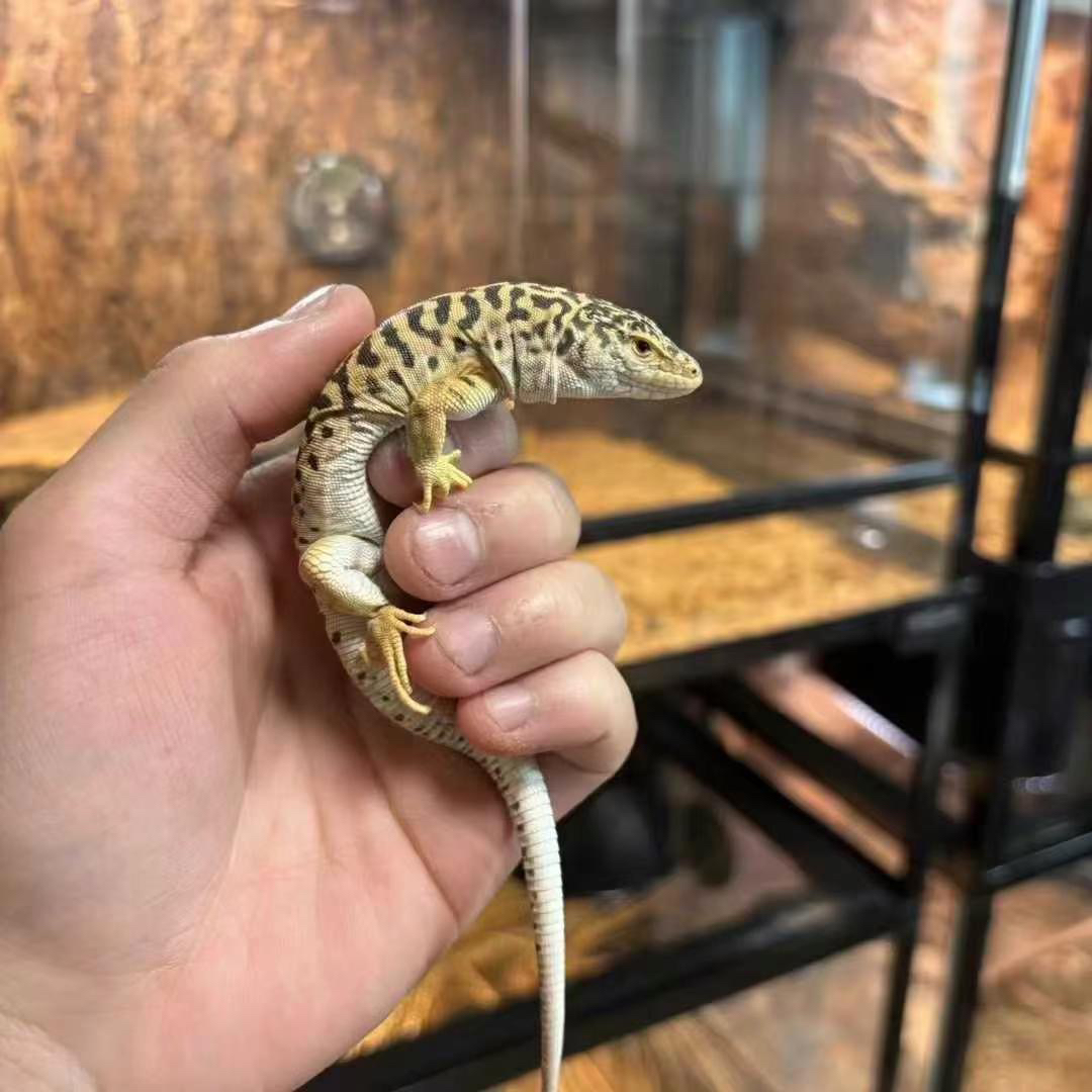 虎纹捷蜥1只