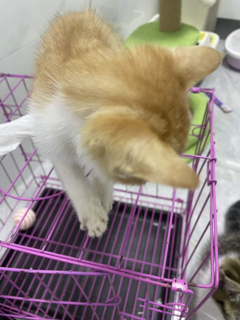 毛色特征如橘猫