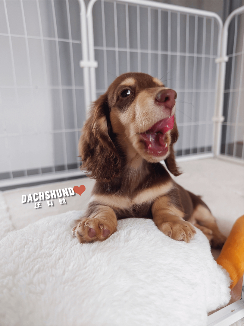 三个月巧奶弟弟。血统纯正，种公级别，骨量惊人堆堆袜