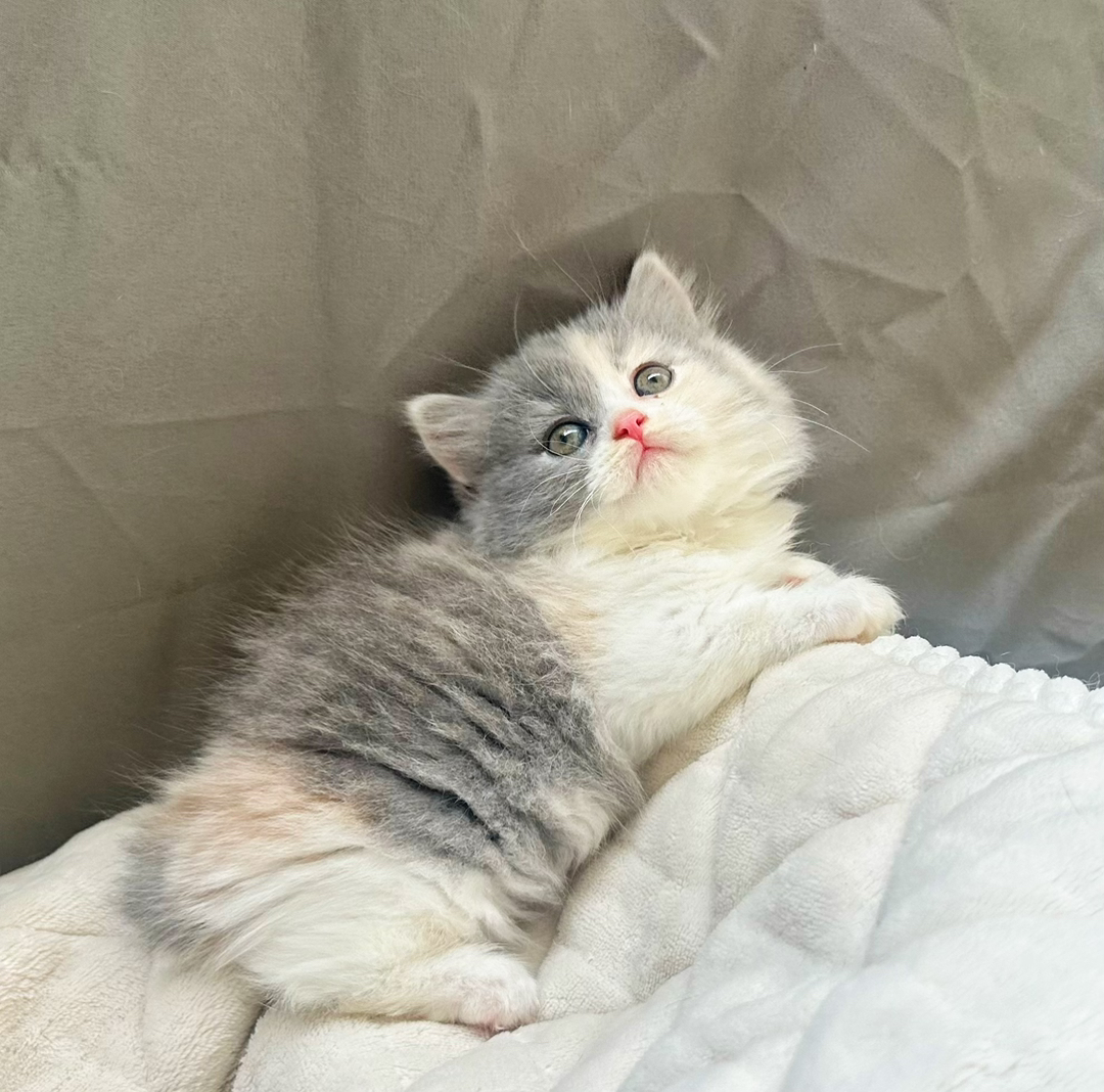 拿破仑三花妹妹