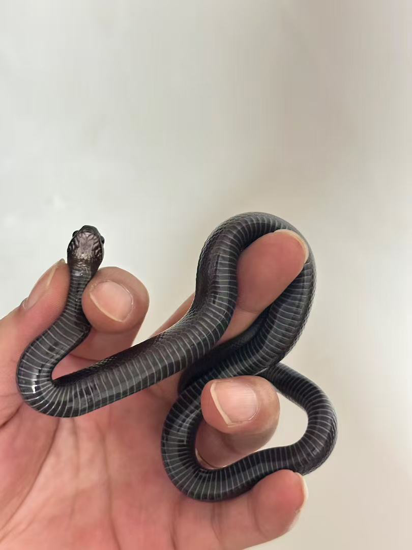 精品黑王蛇苗子包邮包活包风险好养适合新手，蛇不能也不需要打疫苗