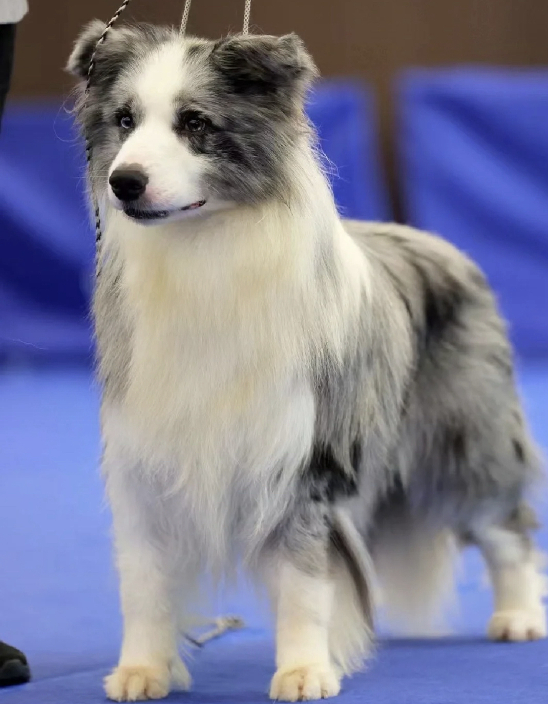 蓝色陨石边境牧羊犬