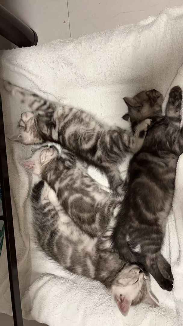 美短虎斑