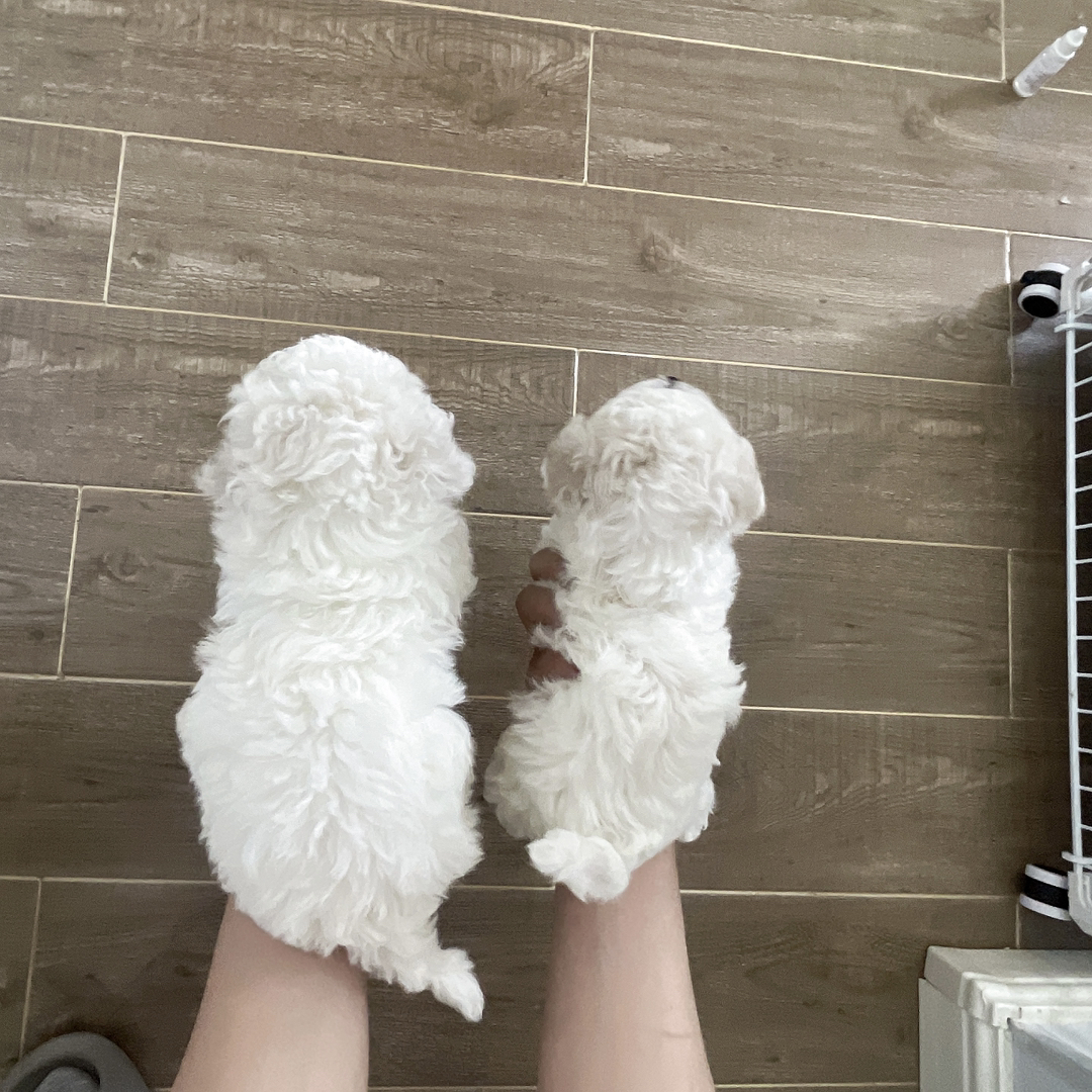 包运小体比熊妹妹 体型比标体小，父母带血统。有同窝体型对比照片