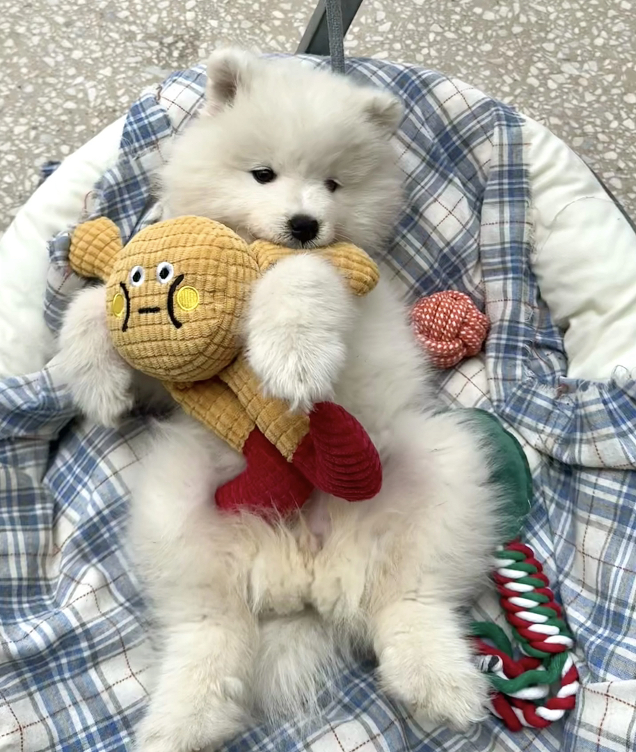 可爱萨摩耶幼犬,雪白蓬松,温柔活泼的治愈系萌宠