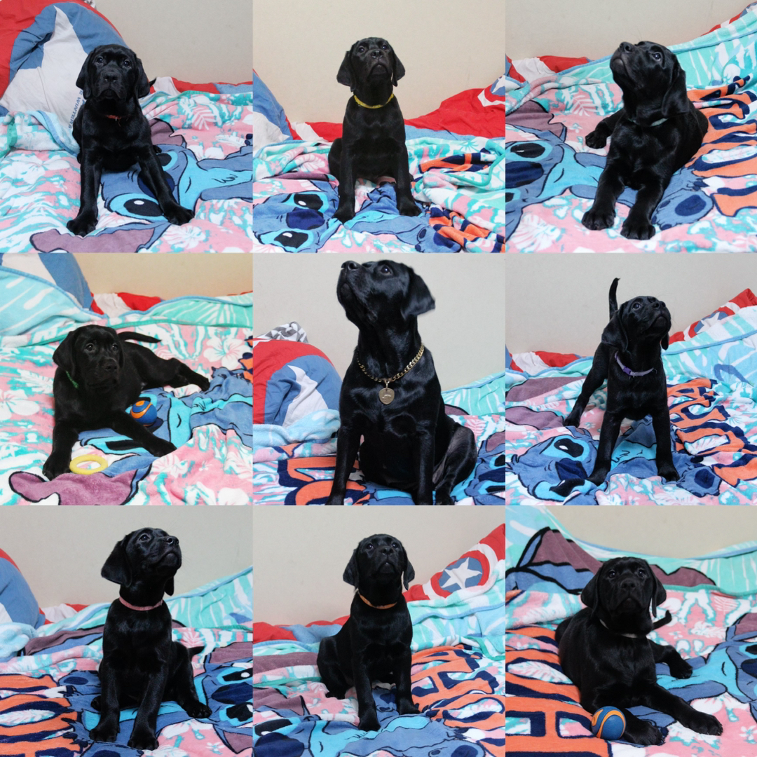 可爱拉布拉多幼犬，纯黑品相佳，活泼温顺的理想宠物