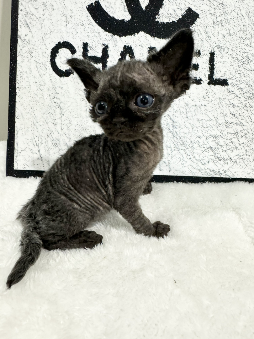 纯黑长毛弟弟，缺种公的来