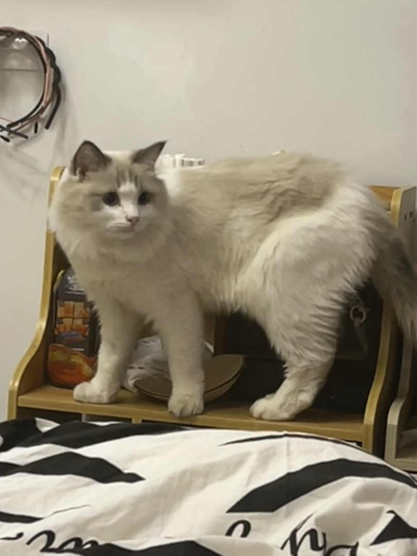 叫团团，性格胆小，但是又很调皮，特别聪明，这猫有点心眼子但不多