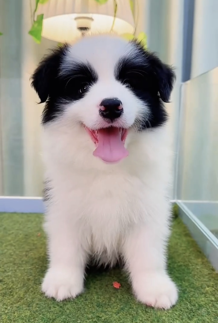 双血统高端赛级边境牧羊犬❤️七白三通